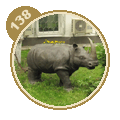 Памятник носорогу